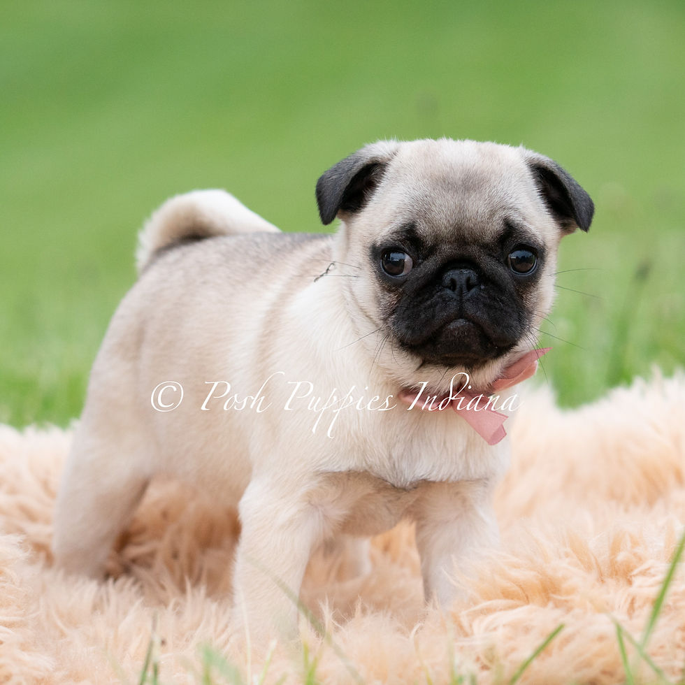 Thumbnail: Carolina 🩷 AKC Pug - Female