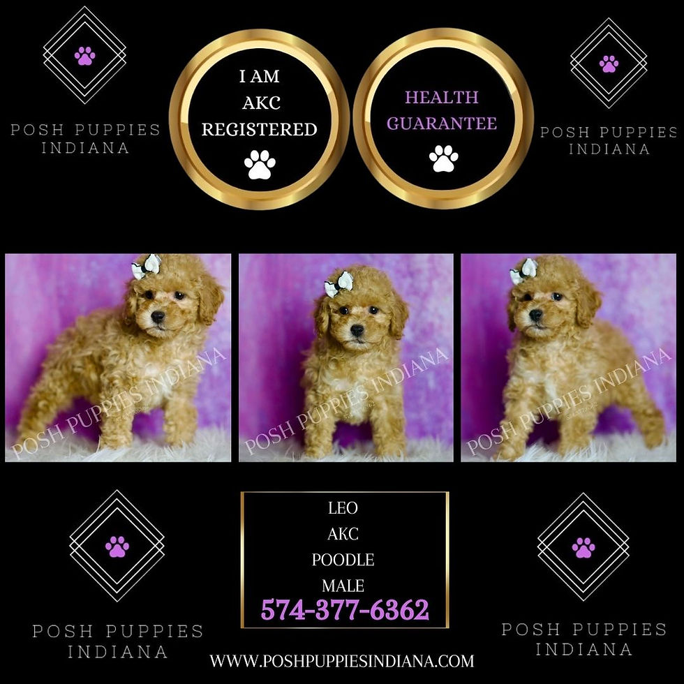 Thumbnail: Leo 💙 AKC Toy Poodle - Boy
