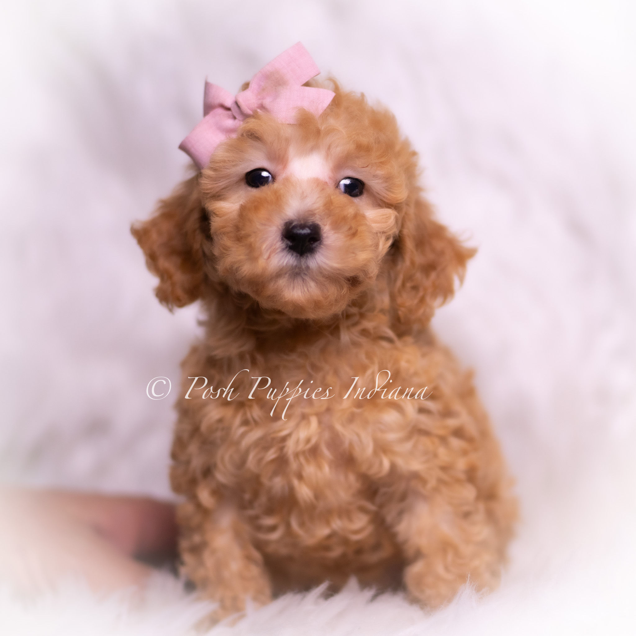 Pixie 🩷 F1B Maltipoo - Female