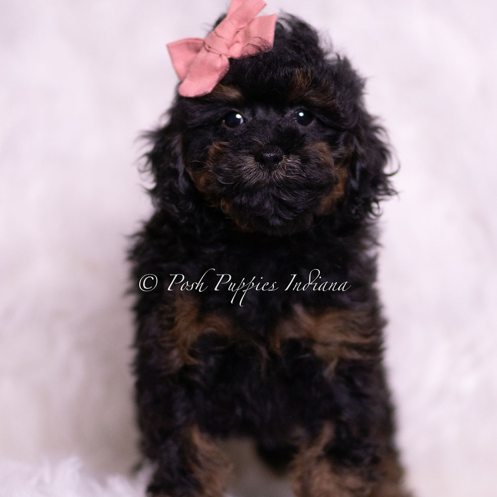 Thumbnail: Glamour 💖 AKC Toy Poodle - Girl