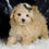 Thumbnail: Cupcake 🩵 F1 Maltipoo -Boy