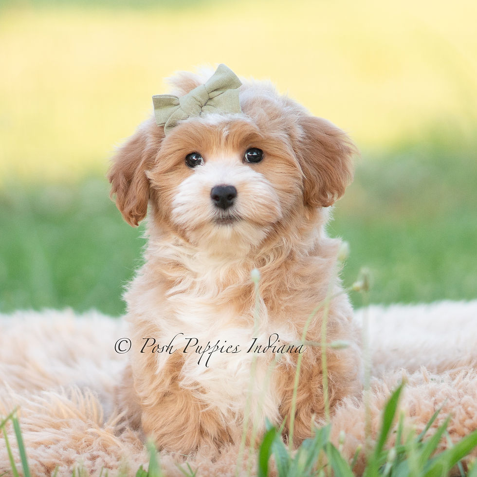 Thumbnail: Briggs 💙 AKC Toy Poodle - Boy