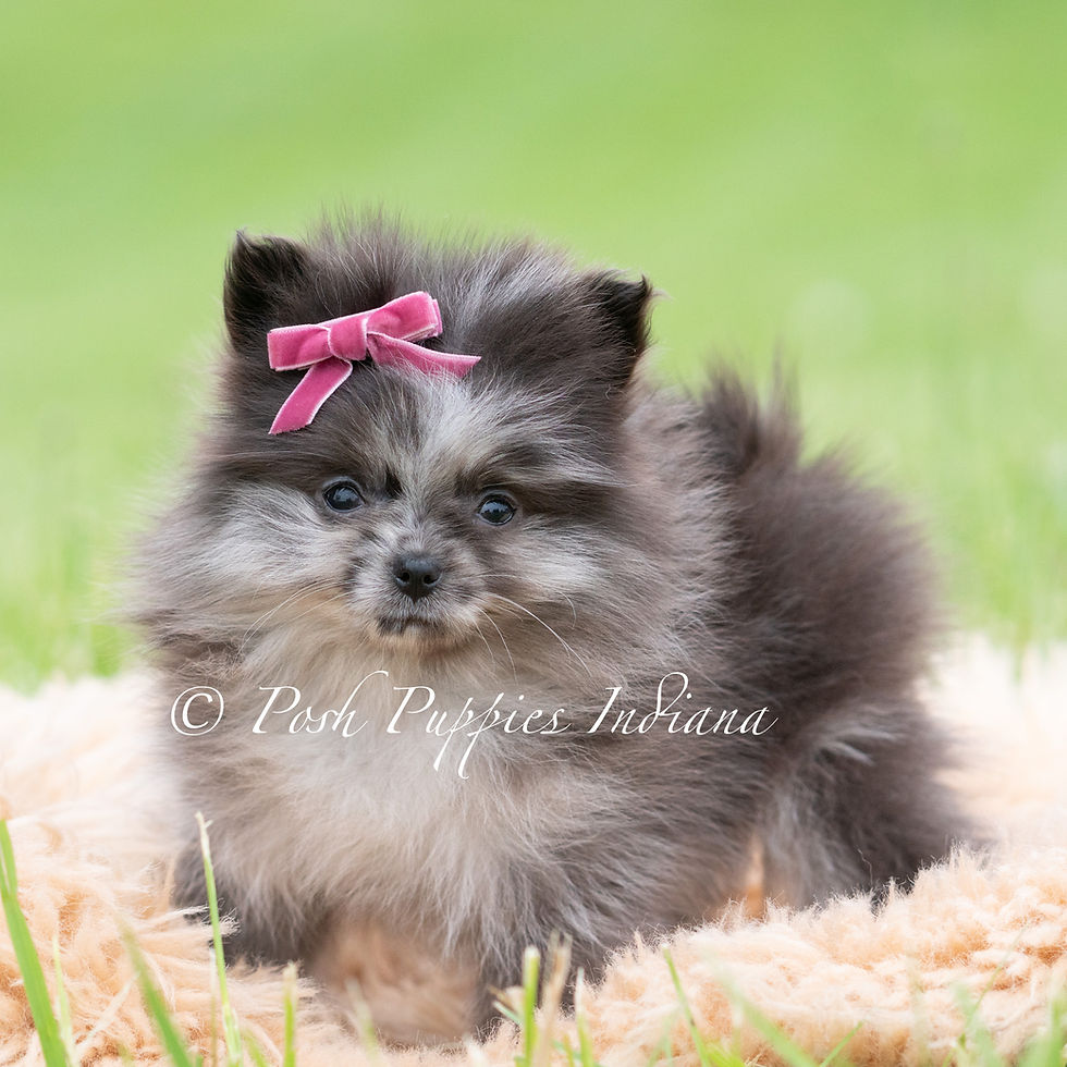 Thumbnail: Lucy 🩷  AKC Pomeranian - Female