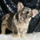 Thumbnail: Mocha 💖 French Bulldog - AKC Female