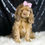 Thumbnail: Lexi 💖 AKC Champion Lines Cocker Spaniel- Girl