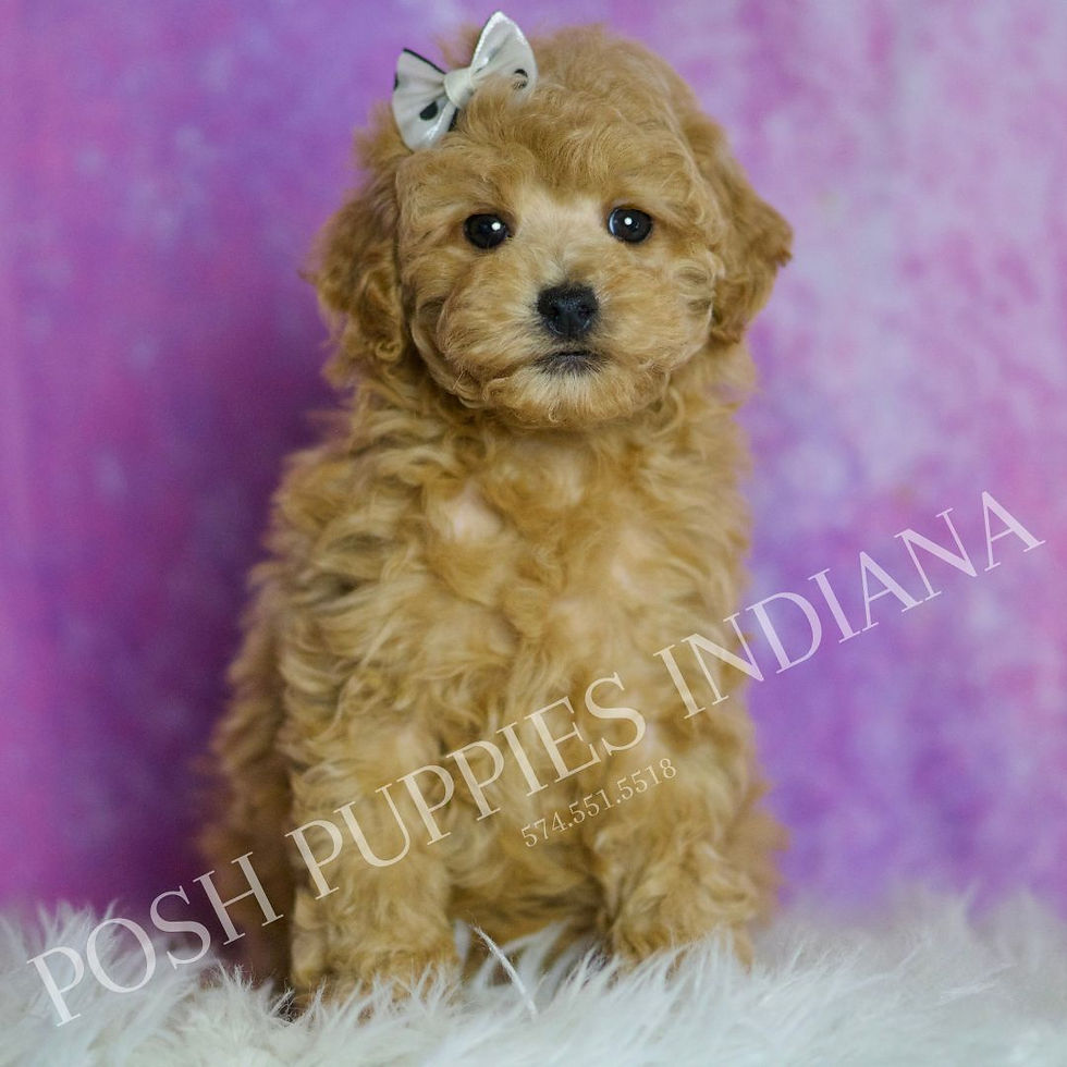 Thumbnail: Chili 💙 AKC Toy Poodle - Boy
