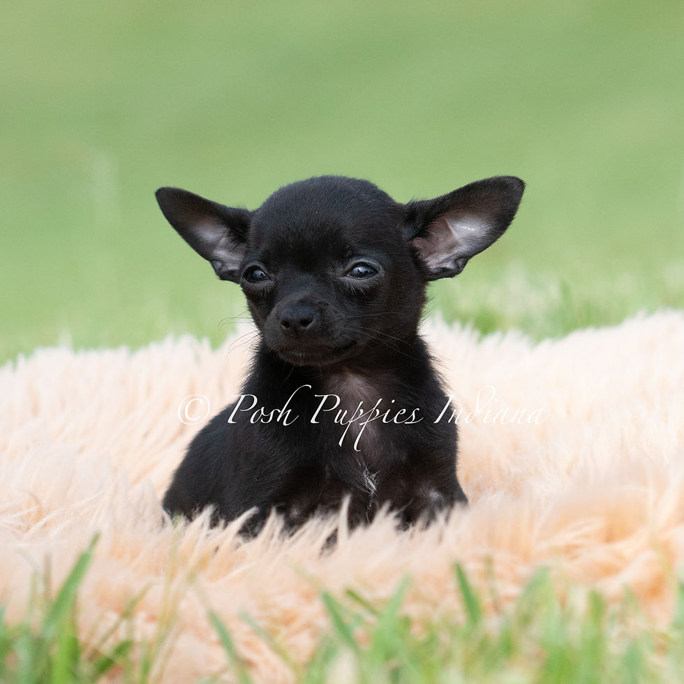 Thumbnail: Black cherry 🩷 Chihuahua - Female