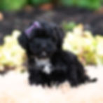 Thumbnail: Isalyn🩷 F1B Maltipoo - Girl