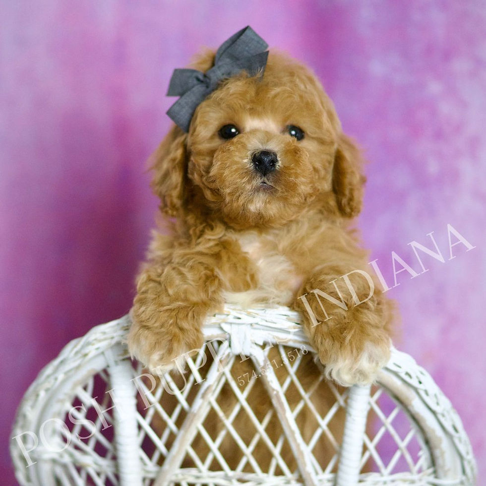 Thumbnail: Blaze 💙 AKC Toy Poodle - Boy