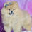 Thumbnail: Rocky 💙 AKC Pomeranian - Boy