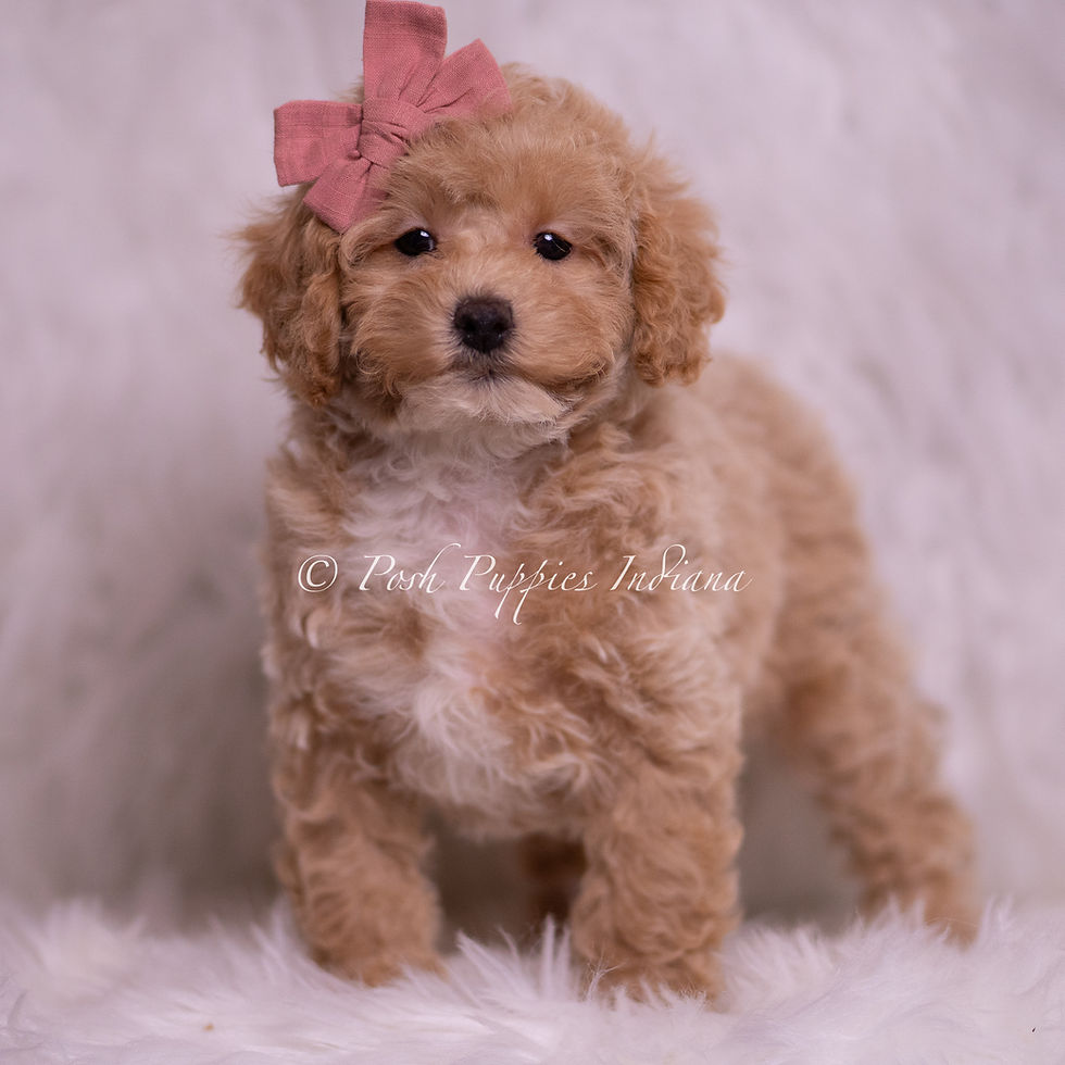 Thumbnail: Vanna 💖 AKC Toy Poodle - Girl