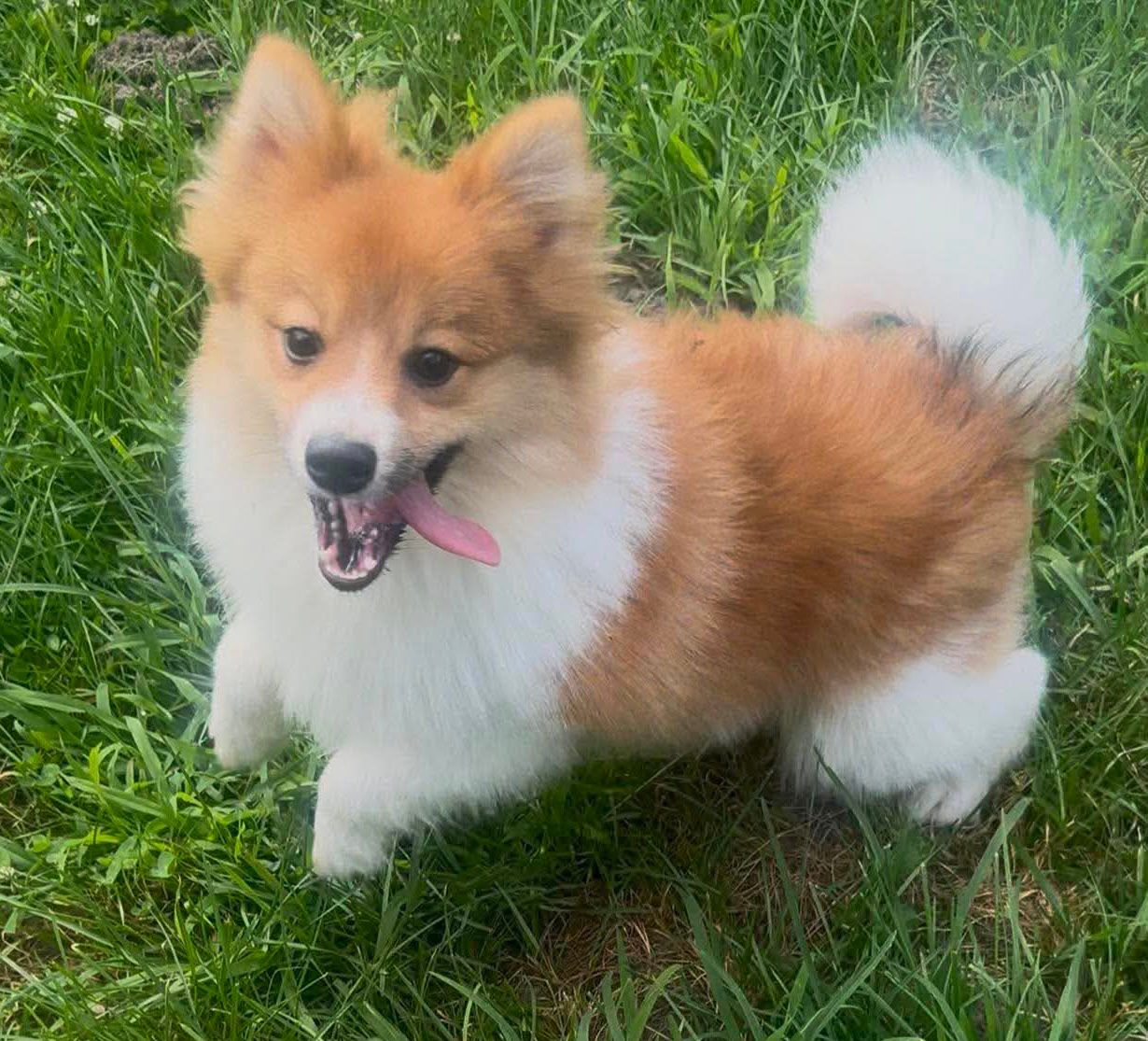 Monaco 💙 Pomeranian - Boy