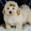 Thumbnail: Buggy 🩵 F1BB Mini Goldendoodle - Boy