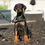 Thumbnail: Freya 💖 AKC/UABR European Champion Lines Doberman - Girl