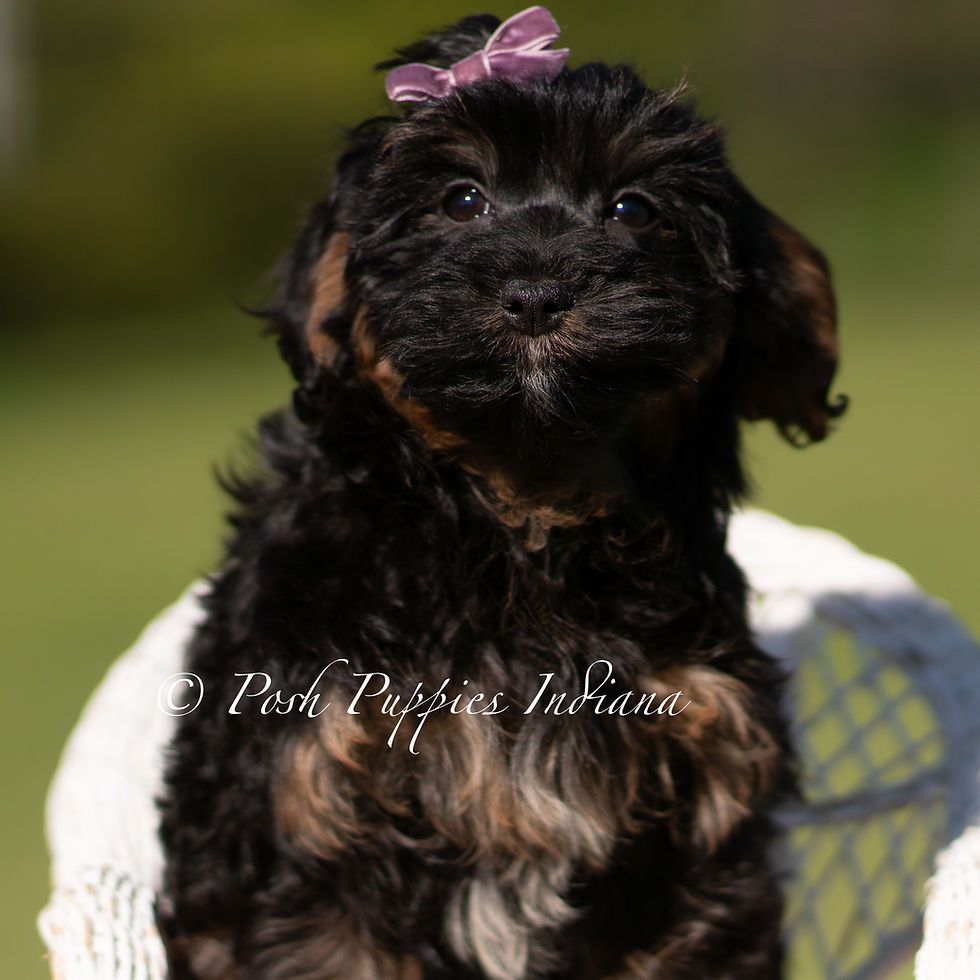 Thumbnail: Ruby 🩷 Yorkiepoo - Girl