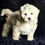 Thumbnail: Skittles 🩵 F1 Maltipoo -Boy