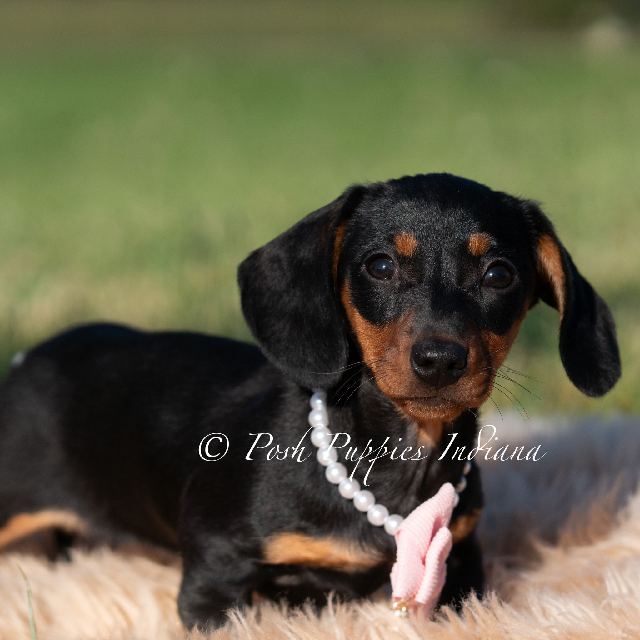 Kiwi 🩷 AKC Miniature Dachshund -Female