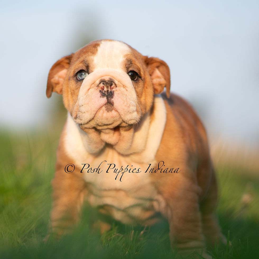Thumbnail: Mable 🩷 AKC English Bulldog - Female