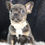 Thumbnail: Penellope 💖 French Bulldog - AKC Female