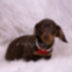 Thumbnail: Pretzel 💙 AKC Miniature Dachshund -Male
