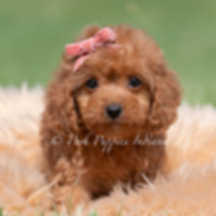 Cupcake 🩷  F1 Maltipoo - Girl