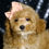 Thumbnail: Cher 💖 AKC Poodle - Girl
