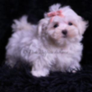 Zander 💙 UABR Maltese - Male