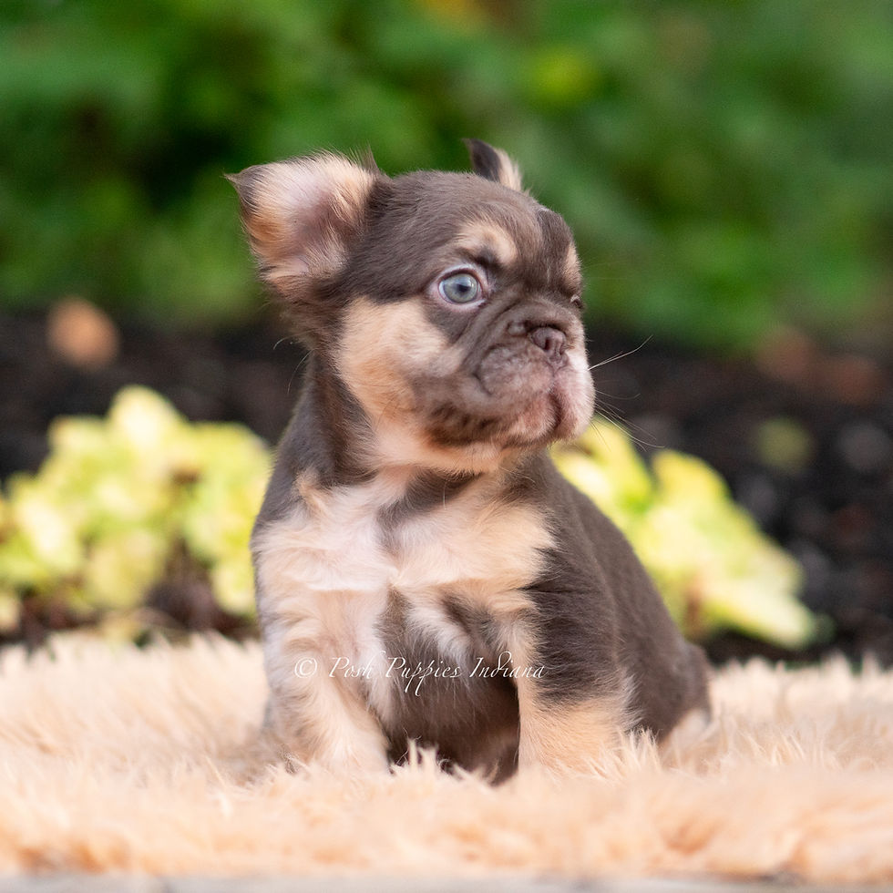 Thumbnail: Baby Yoda 💙 AKC Longhair French Bulldog - Male