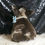 Thumbnail: Dexter 🩵 French Bulldog - AKC Male
