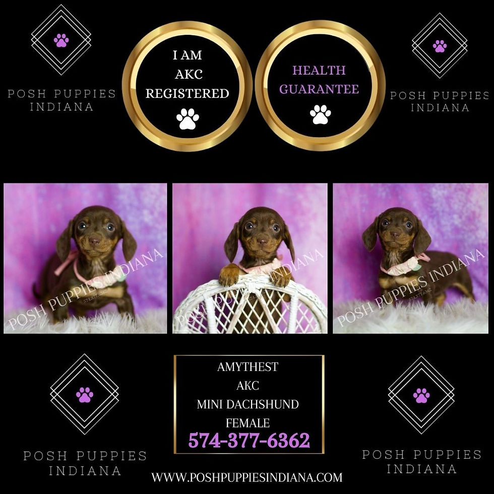 Thumbnail: Amethest 💖 AKC Miniature Dachshund - Girl