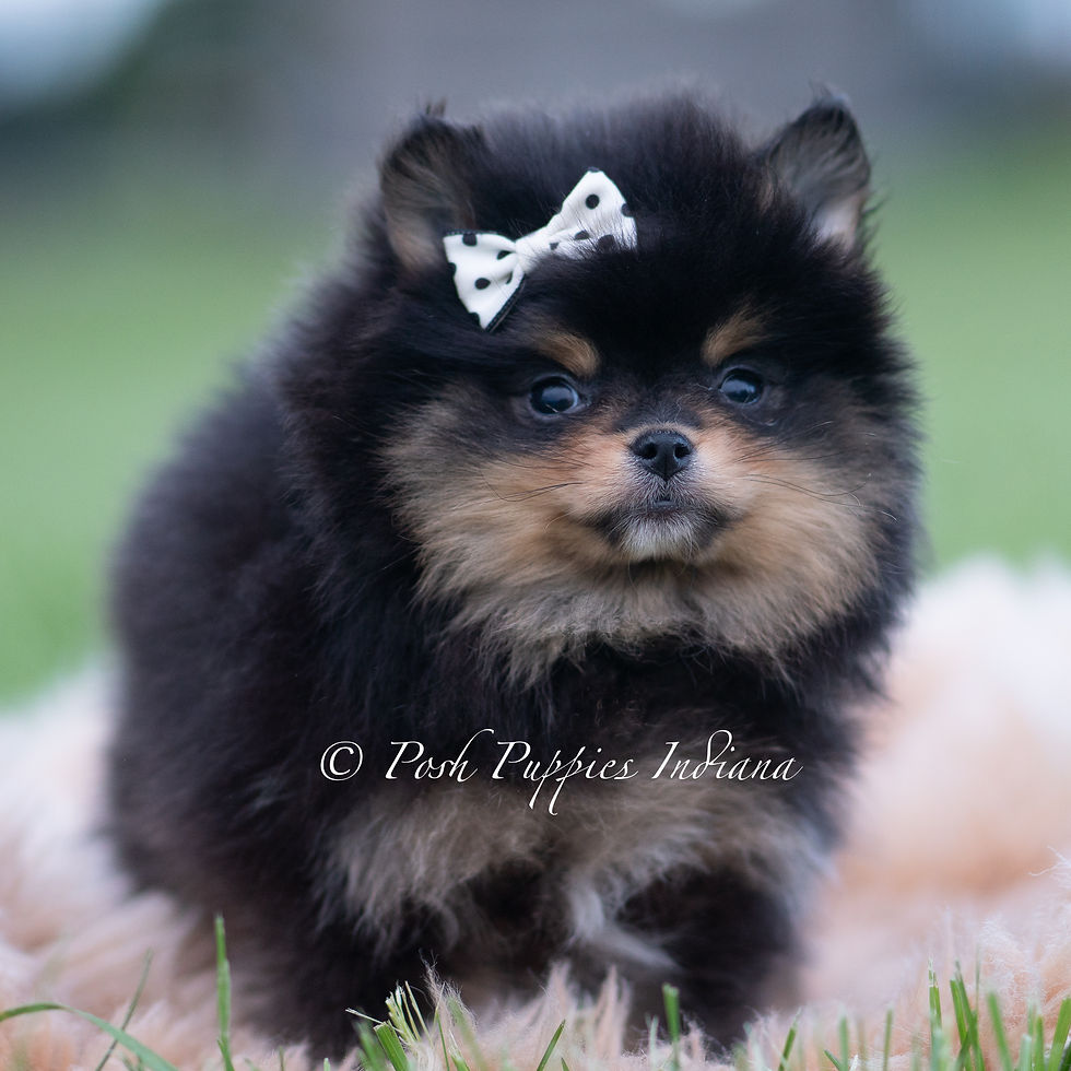 Thumbnail: Chewbarka 💙 AKC Pomeranian - Male