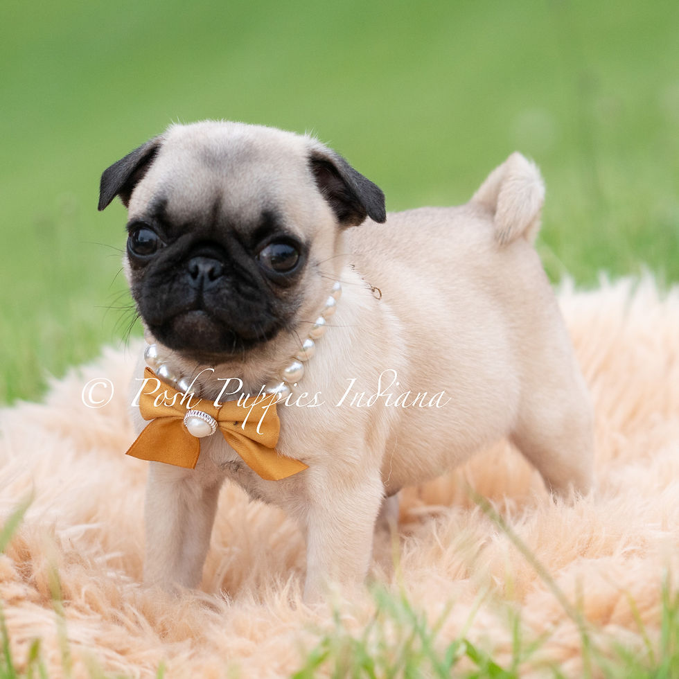 Thumbnail: Bolt 💙 AKC Pug - Male
