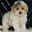 Thumbnail: Orly 🩵 F1 Maltipoo- Boy