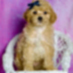 Thumbnail: Prince 💙 AKC Toy Poodle - Boy