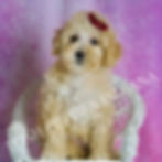 Thumbnail: Minnie 💖 F1B Maltipoo - Girl