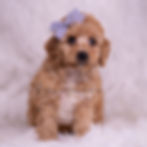 Thumbnail: Finn 💙 AKC Poodle - Male