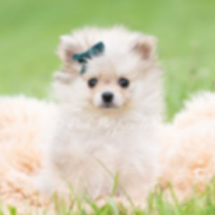 Casper 💙  AKC Pomeranian - Male