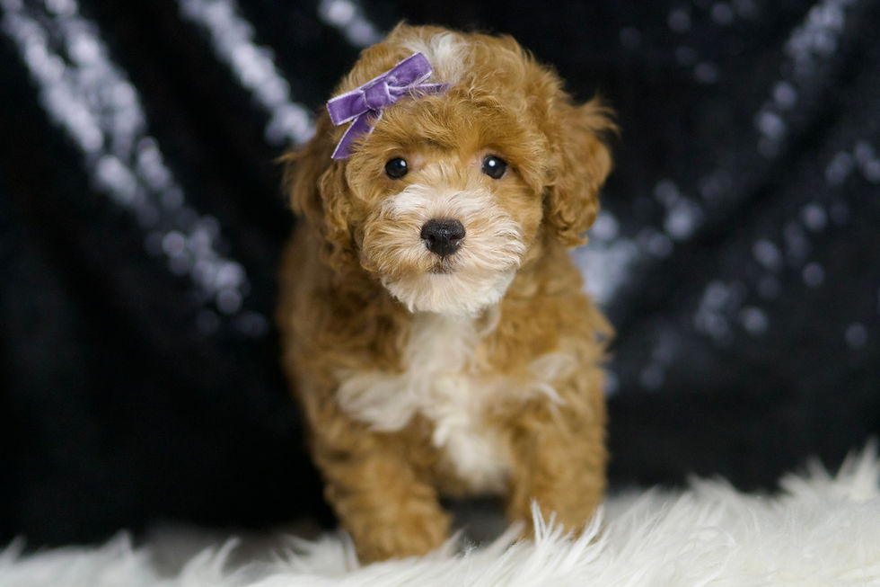Rebecca 💖 AKC Poodle - Girl