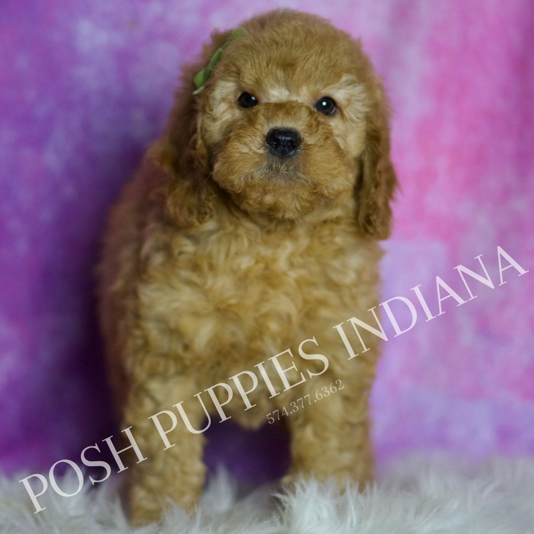 Buddy 💙 F1BB Miniature Goldendoodle- Boy