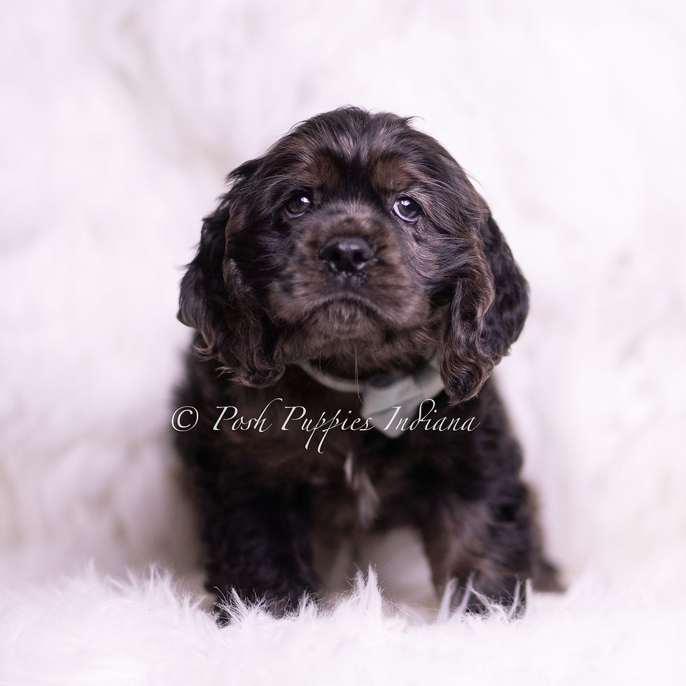 Thumbnail: Jive 🩵 AKC Cocker Spaniel - Boy