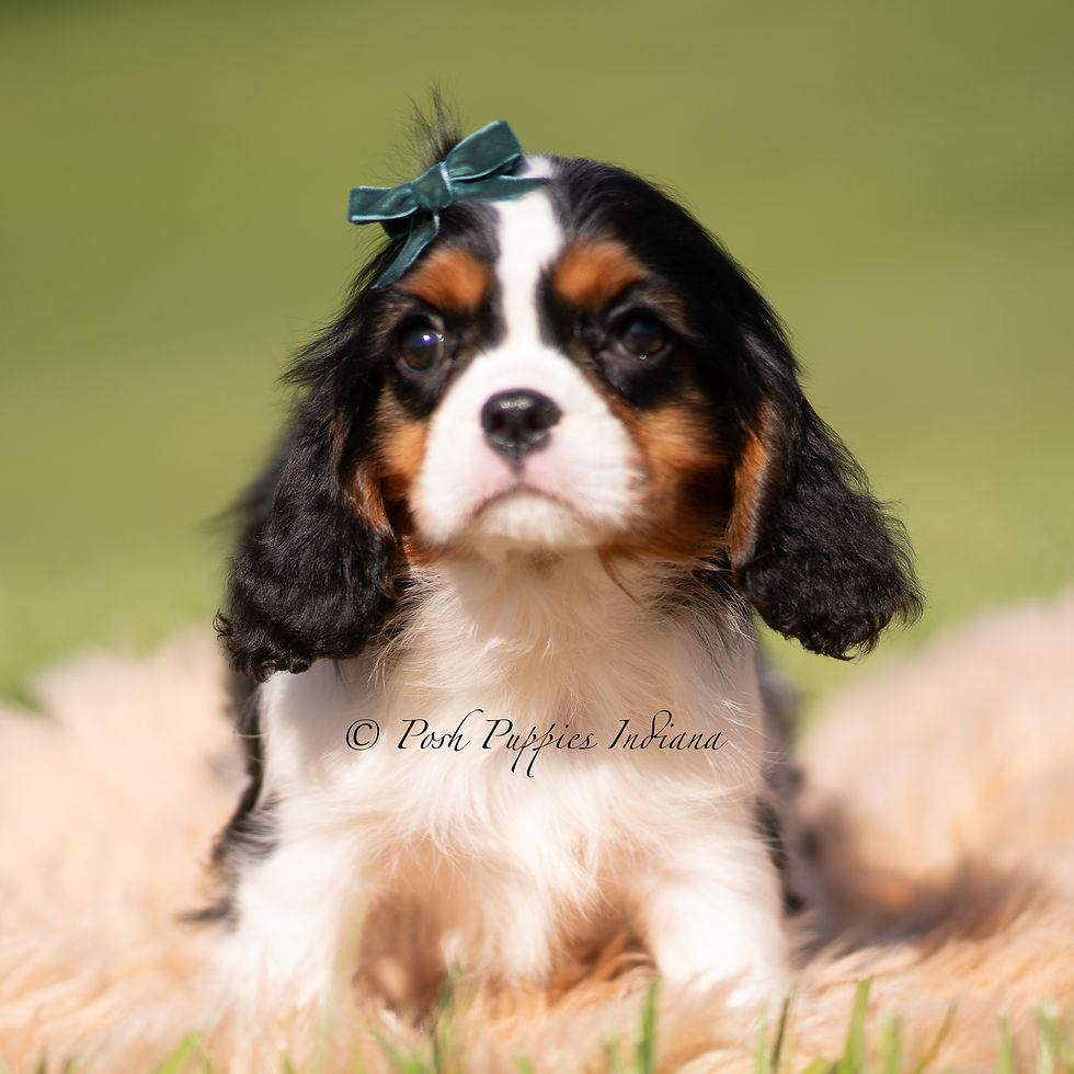Thumbnail: Comet 💙 AKC Cavalier King Charles - Male