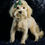 Thumbnail: Odin🩵 F1 Maltipoo -Boy