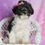 Thumbnail: Dazzle 💖 Morkiepoo - Girl