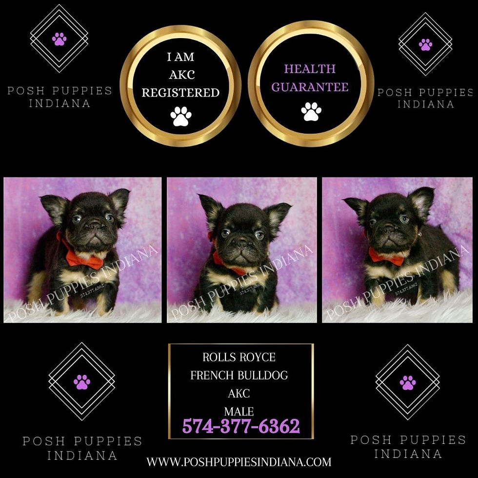 Thumbnail: Rolls Royce 💙 Longhair French Bulldog - AKC Male