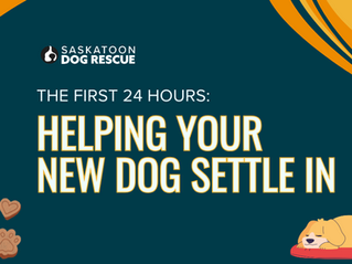 The First 24 Hours: Helping Your Dog Settle In Comfortably