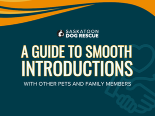 A Guide to Smooth Introductions: Introducing Your Dog to Other Pets and Family Members