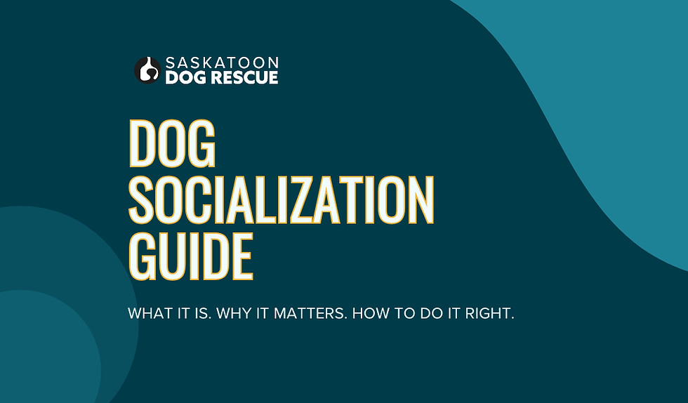 Dog Socialization Guide