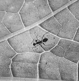 An ant walking over a leaf casually_edited.jpg