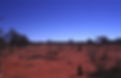 Amitermes Alice Springs.jpg