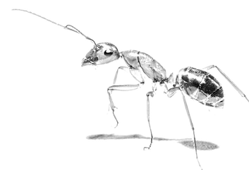 Spanish ant worker (Camponotus nylanderi